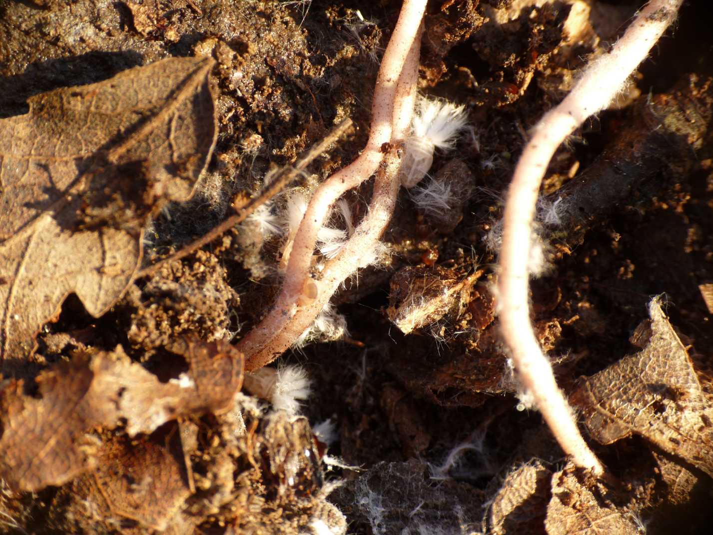 Ospiti delle formiche Myrmica: Cixiidae Reptalus sp.